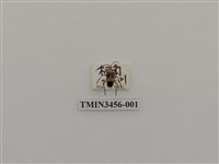 藏品(蓬萊角肩花天牛)的圖片